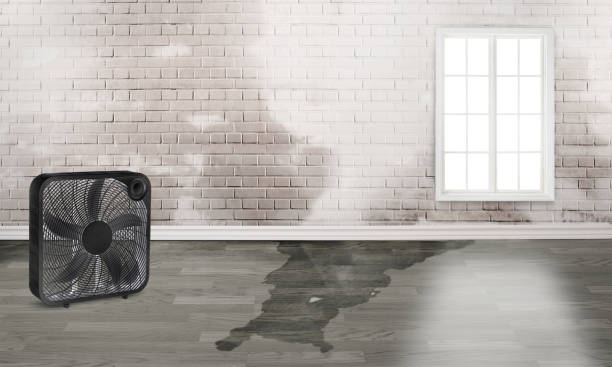 Best Basement water damage restoration  in Ashland, MO